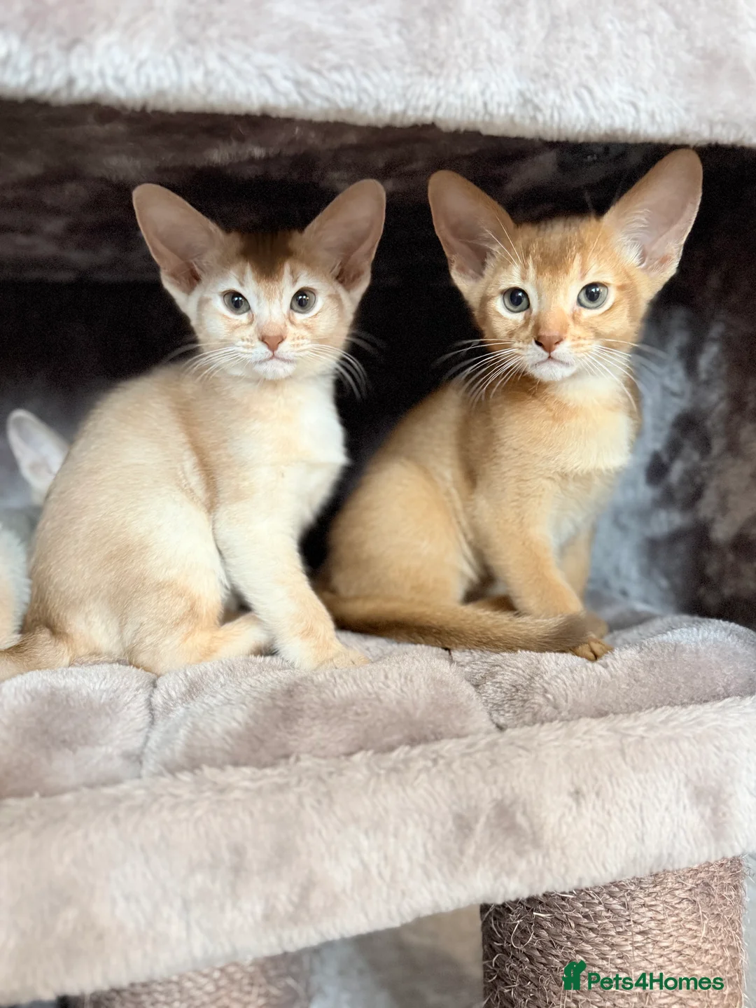 Abyssinian cats for sale: Abyssinian Kittens 🐾 - Advert 2
