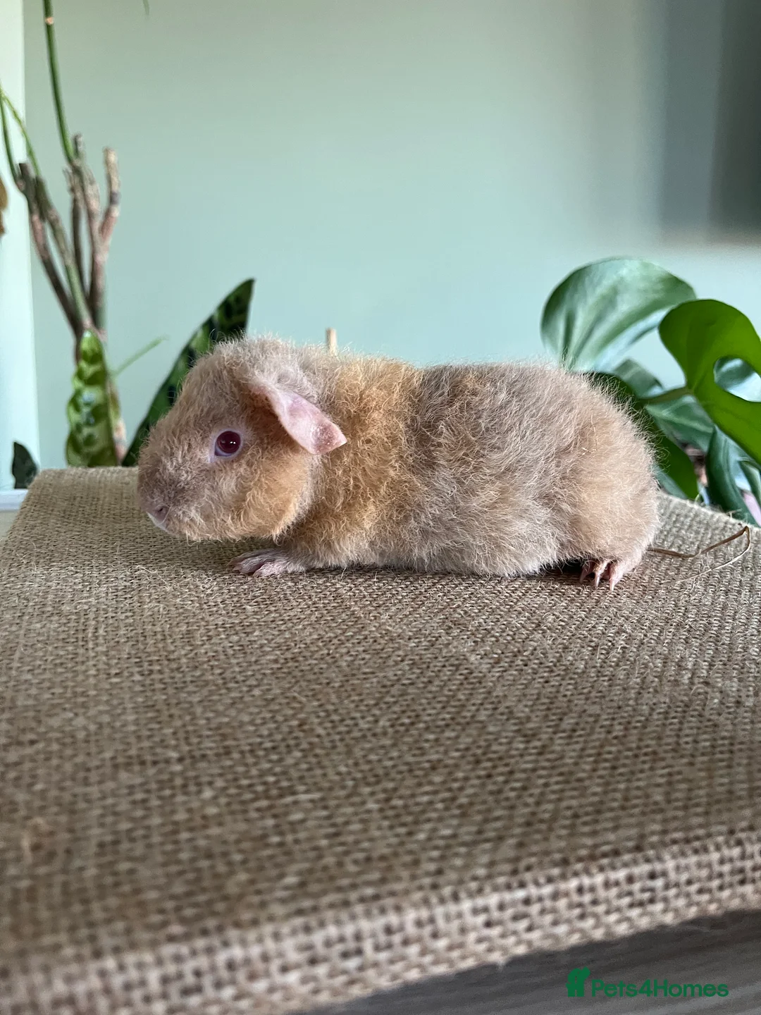 Guinea Pig rodents for sale: Purebred Teddy Boys - Advert 3