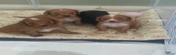 Mixed Breed dogs for sale: Sproodle puppies  - Advert 2