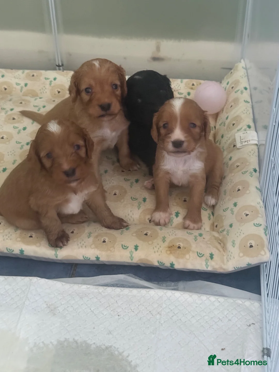 Mixed Breed dogs for sale: Sproodle puppies  - Advert 2