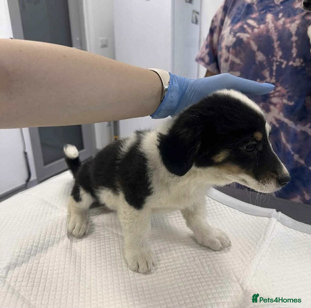 Mixed Breed dogs for adoption: 🥦Broccoli🥦 for adoption, coming into BUCKS - Image 5