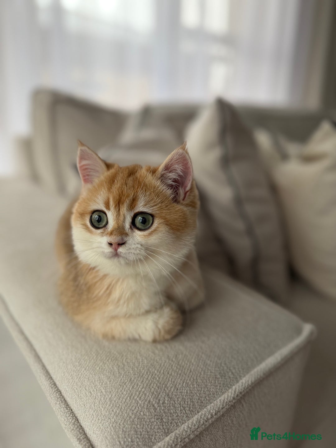 British Shorthair cats for sale: British Shorthair Golden boy - Advert 4