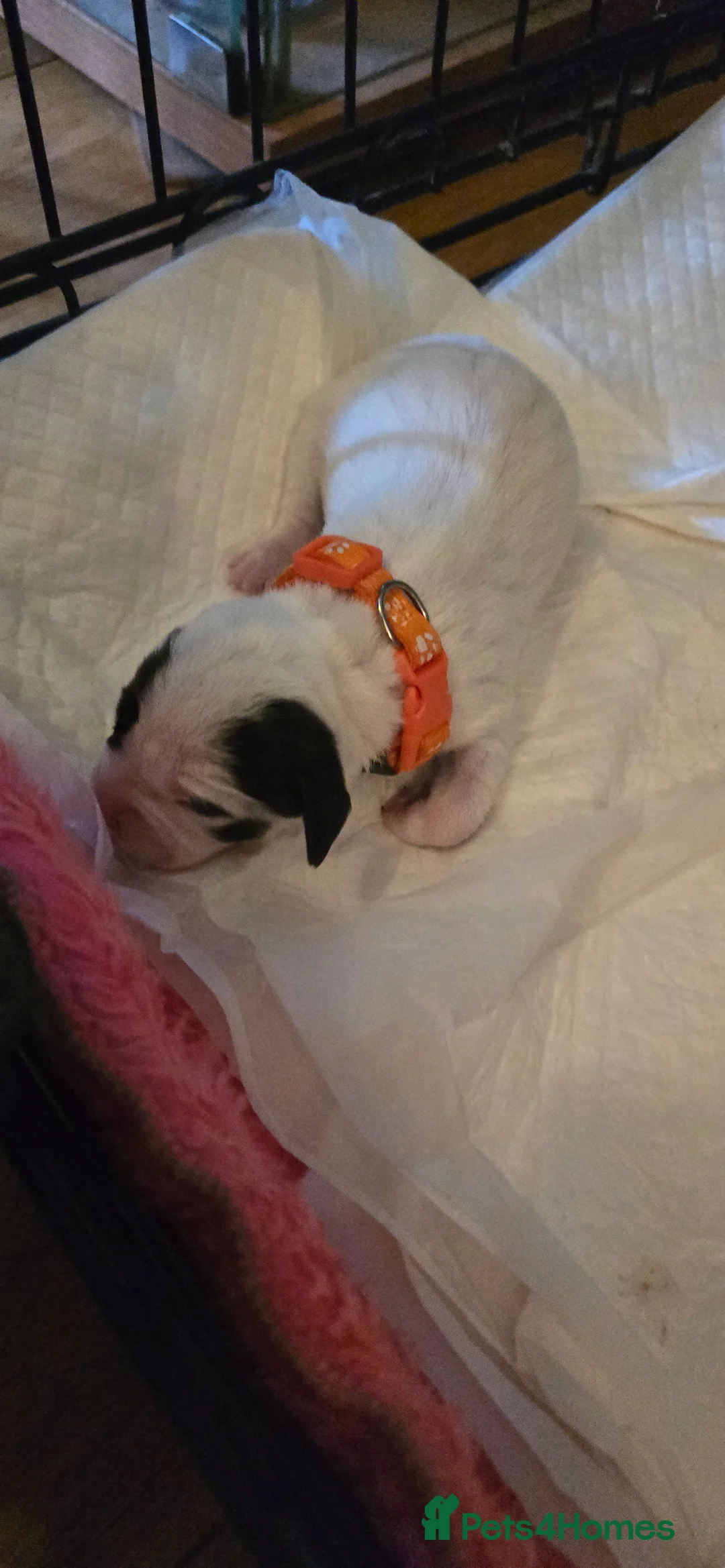 Mixed Breed dogs for sale: French bulldog, springer and Jack Russell MIX - Advert 2