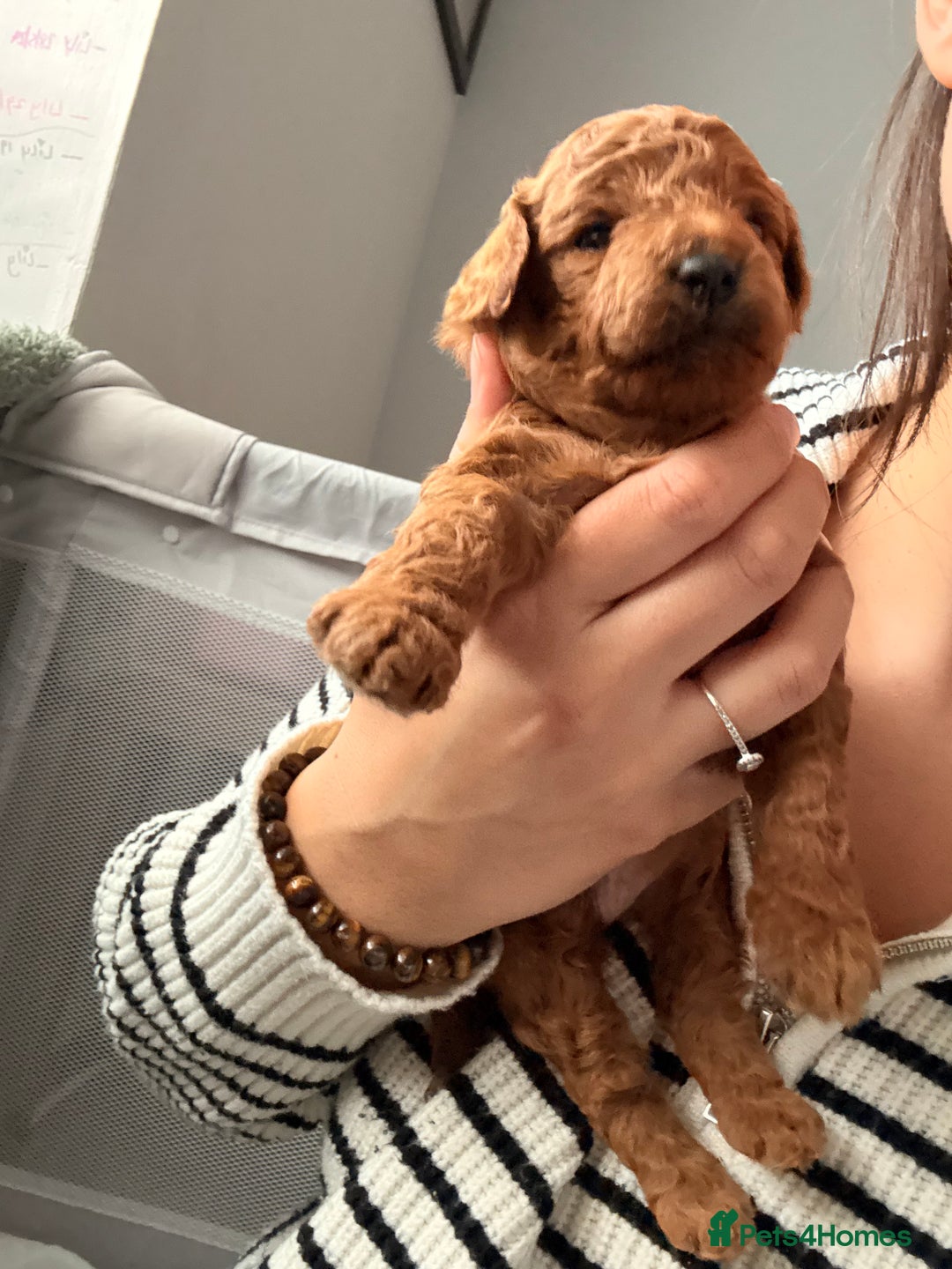Cockapoo dogs for sale: 4 Stunning Fox Red F1b Toy Cockapoos  - Advert 5
