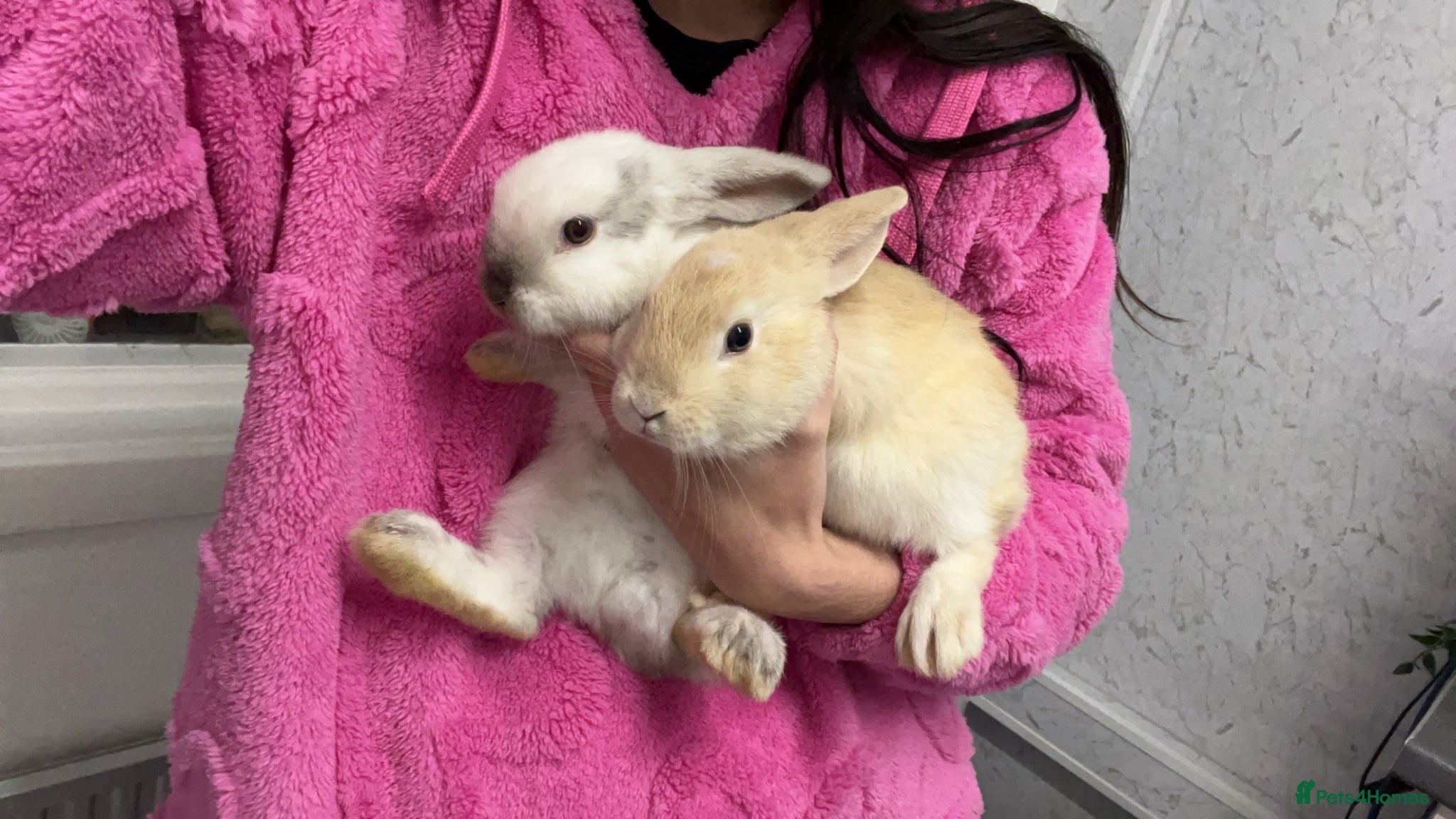 Mixed Breed rabbits Bonnie and elena  - Advert 8