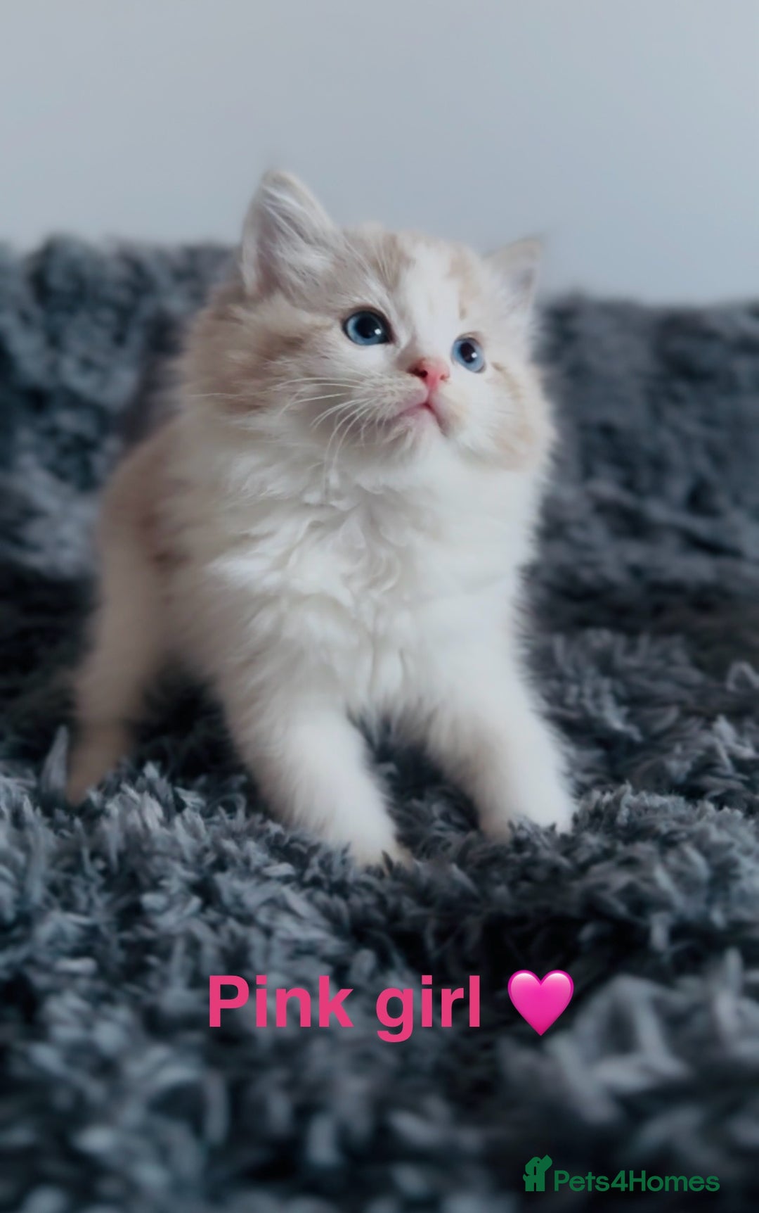 Ragdoll cats for sale: 🩷🐾Tica full Pedigree🐾EU Ragdoll 🐱🐾DNA Clear - Advert 21