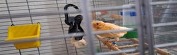 Canaries birds for sale: Canaries breeding pair with babies  - Advert 11