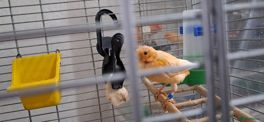 Canaries birds for sale: Canaries breeding pair with babies  - Advert 11