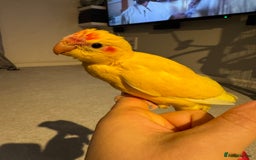 Parakeets birds for sale: Kakariki - Image 3