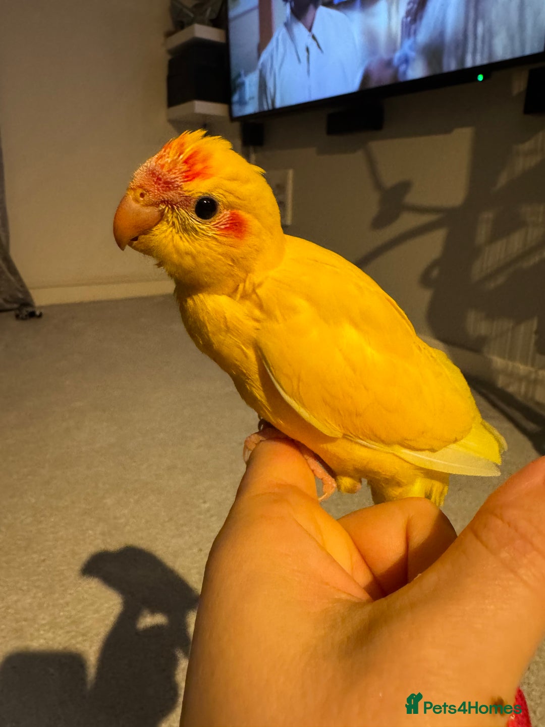 Parakeets birds for sale: Kakariki - Image 3