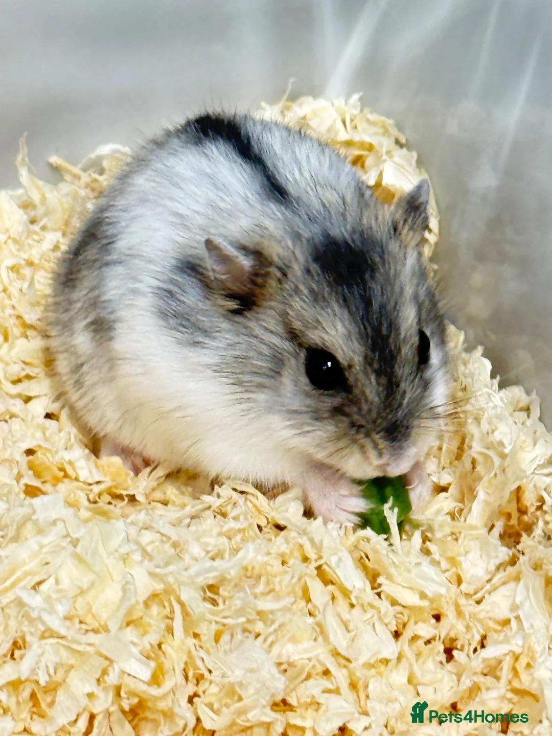 Hamster rodents for sale: Grey hamster  in Keighley - Advert 2