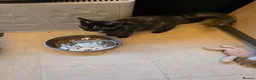 Mixed Breed cats for sale: FEMALE KITTEN  - Advert 2