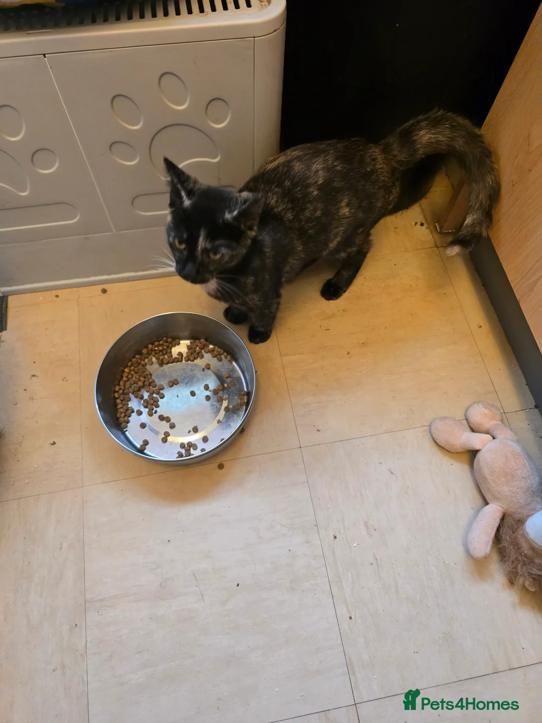 Mixed Breed cats for sale: FEMALE KITTEN  - Advert 2