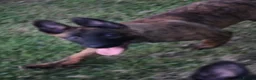 Belgian Shepherd Dog dogs for sale: Pups from world champion CHANCE - Advert 20