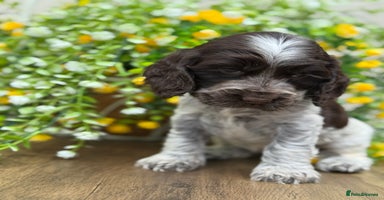 Cocker Spaniel dogs - Advert 6