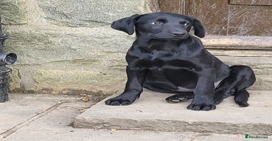 Labrador Retriever dogs - Advert 11