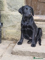 Labrador Retriever dogs - Advert 3