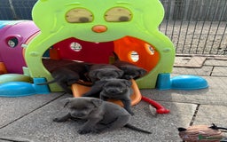 Labrador Retriever dogs for sale: Beautiful Silver & Charcoal KC Labs - Image 16