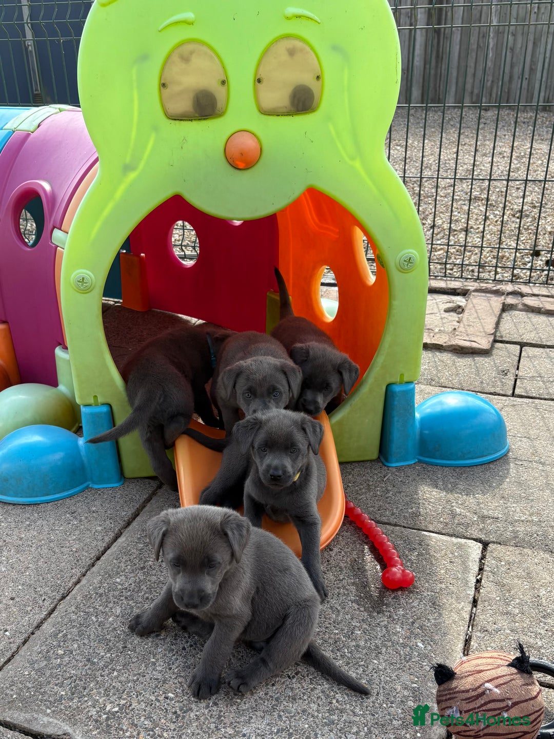 Labrador Retriever dogs for sale: Beautiful Silver & Charcoal KC Labs - Image 16