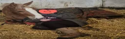 Irish Draught horses for sale: Magnificent Marjorie - Advert 5