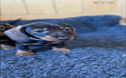 Dachshund dogs for sale: Wired haired Dachshund for rehoming  - Image 3