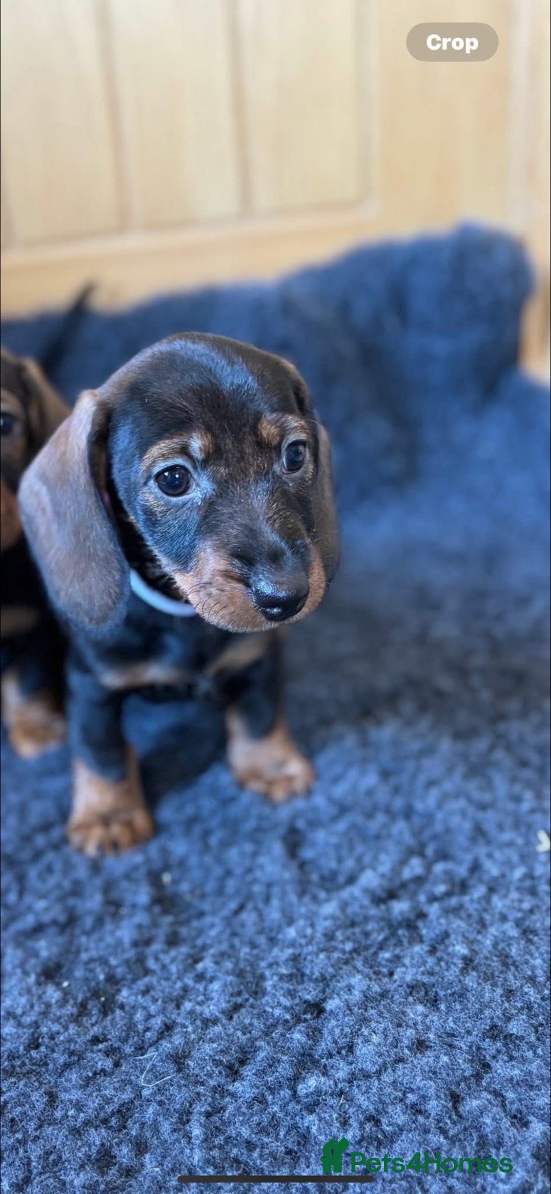 Dachshund dogs for sale: Wired haired Dachshund for rehoming  - Image 3