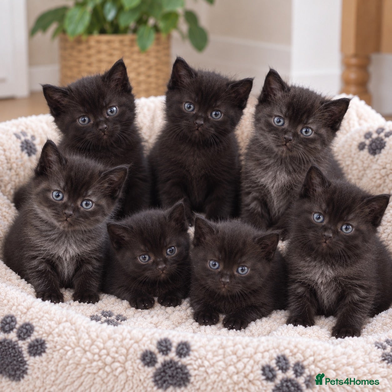 British Shorthair cats British Shorthair Kittens - Advert 2