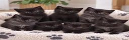 British Shorthair cats for sale: British Shorthair Kittens - Advert 1