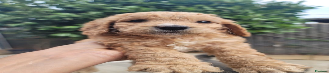 Cockapoo Puppy 4