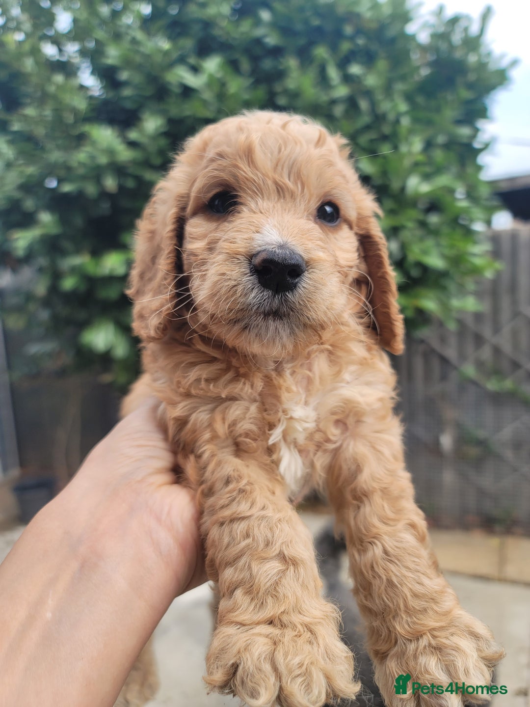 Cockapoo dogs for sale: Adorable Cockerpoo Puppies - Image 4