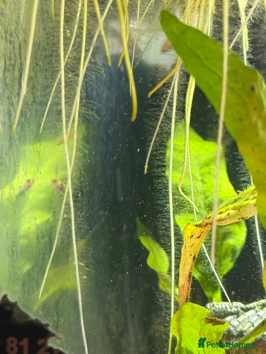 Mollies fish for sale: Mollies - Adults, Juvenile and Fry in Leeds - Advert 6