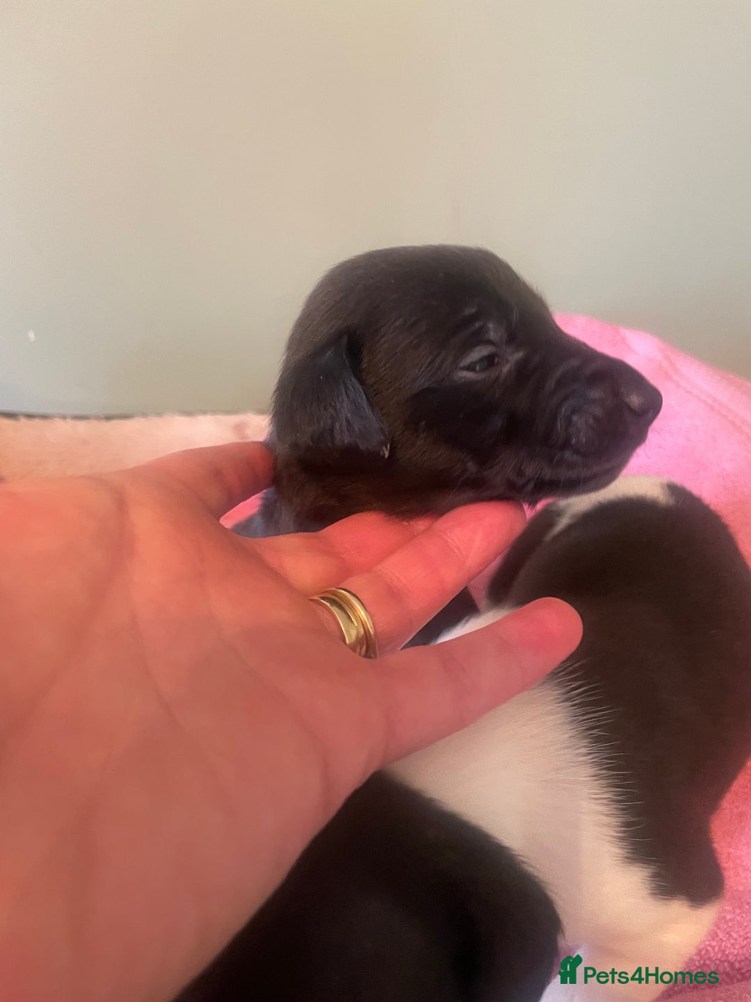 Whippet dogs for sale: Beautiful whippet puppies  - Advert 3