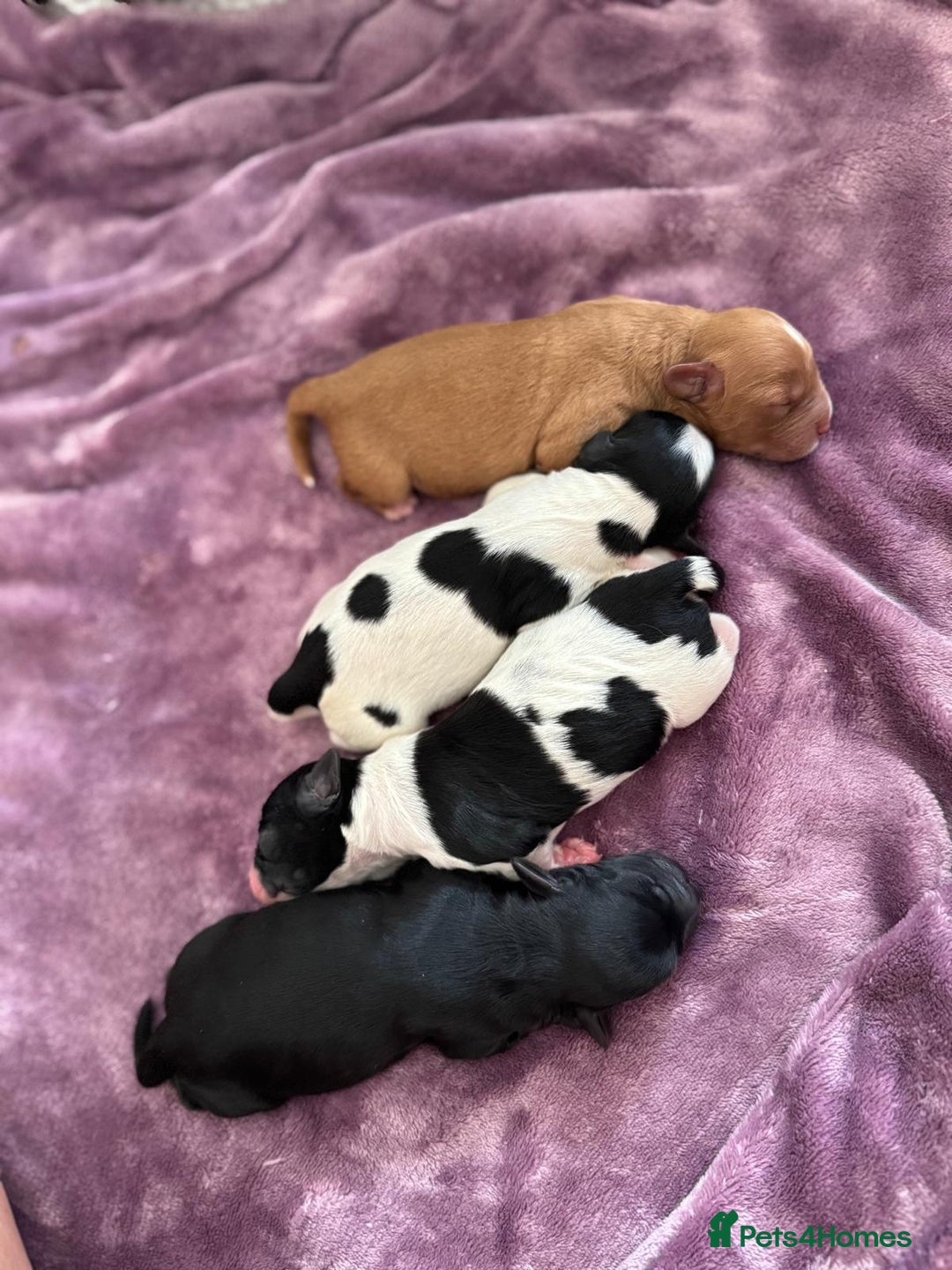 Cavapoo dogs for sale: Adorable girl and boy left - Image 9