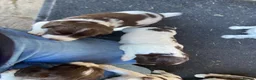 English Springer Spaniel dogs for sale: KC Reg Liver and White English Springer Spaniels - Advert 19