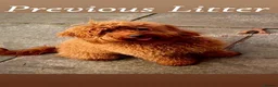 Mini Goldendoodle dogs for sale: 🐾 TRUE MINI F4B GOLDENDOODLES 🐾 - Advert 17
