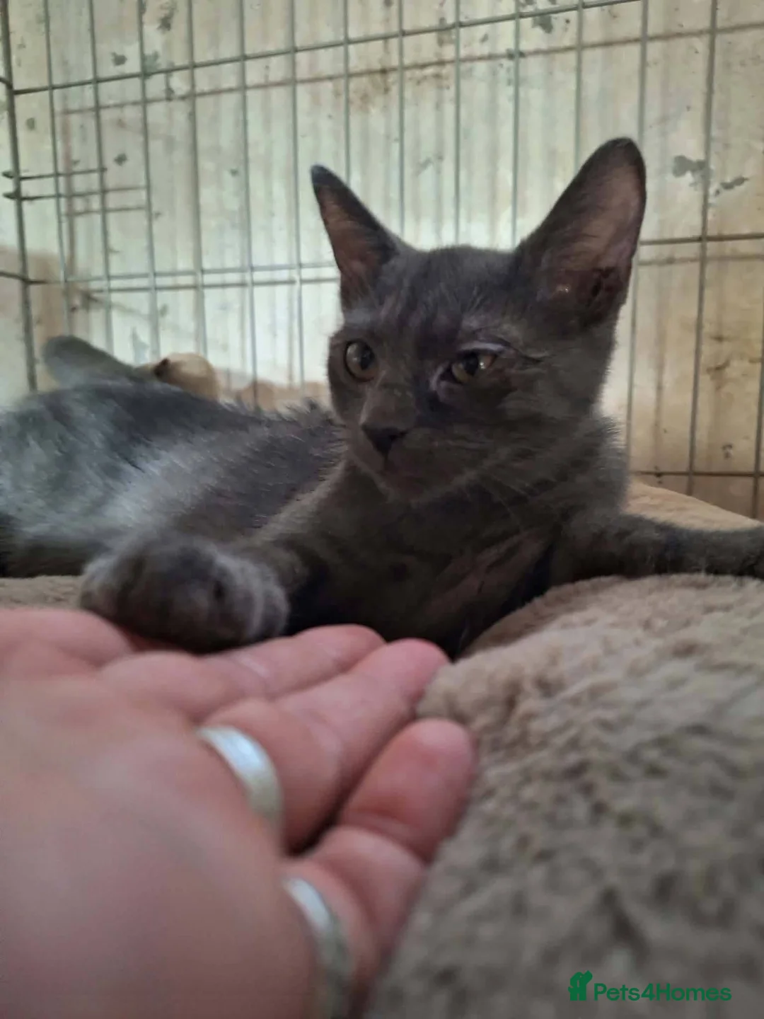 Mixed Breed cats for adoption: Mira for adoption in Waterlooville - Advert 8