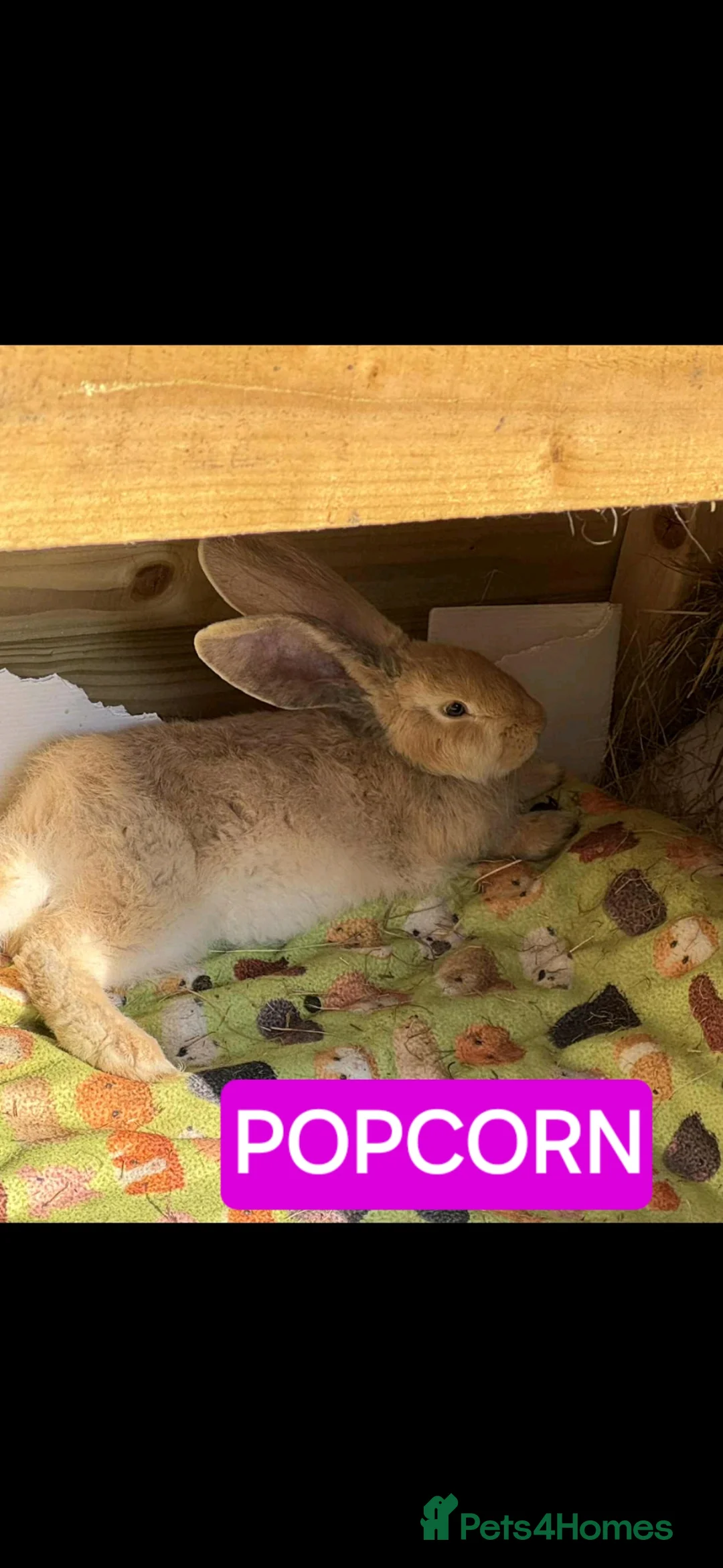 Continental Giant rabbits for sale: Continental giant baby girl blue harlequin  - Advert 2