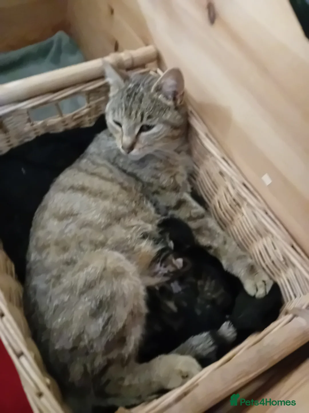 British Shorthair cats for sale: Stunning mackerel tabby kittens  - Advert 15