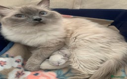 Ragdoll cats for sale: Pure Bluepoint Ragdoll Kittens - Image 6