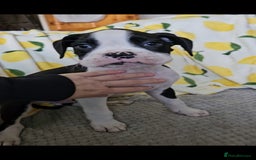 Boxer dogs for sale: READY NOW Kc reg sealed brindle fully vac  - Image 27