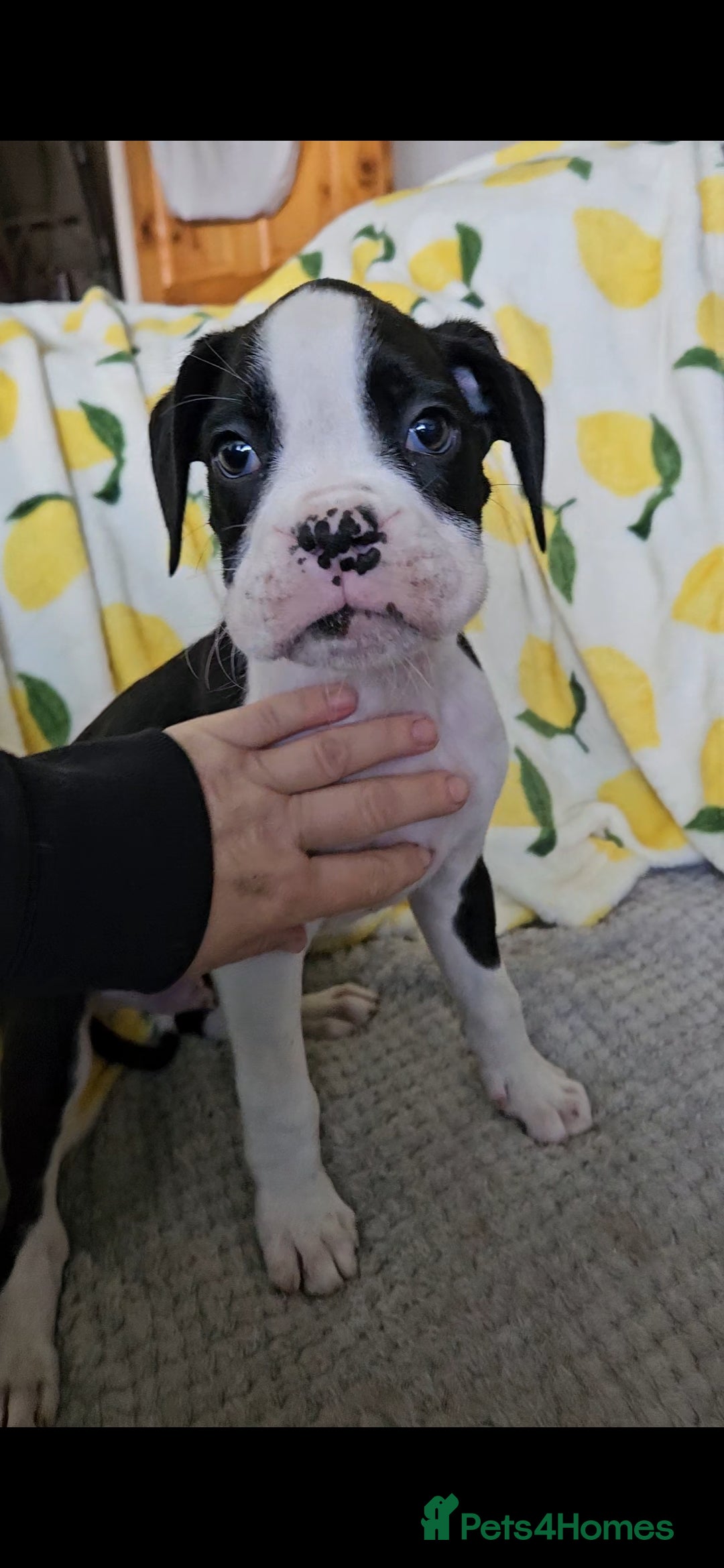 Boxer dogs for sale: READY NOW Kc reg sealed brindle fully vac  - Image 27