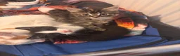 Mixed Breed cats for sale: Beautiful kittens  - Advert 20