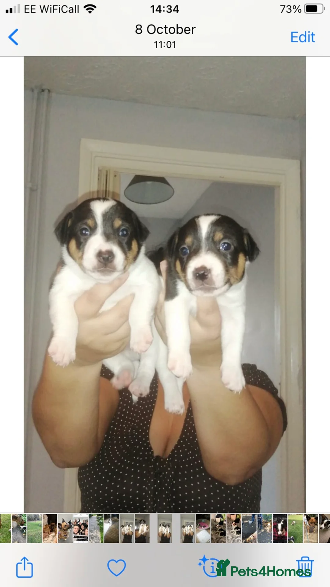 Jack Russell dogs for stud: Very handsome Jack Russell for stud in London - Advert 8