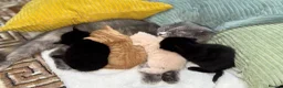 Scottish Fold cats for sale: Scottish fold and straight  in Bournemouth - Advert 7
