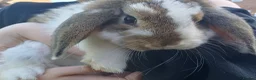 Mini Lop rabbits for sale: 2 male mini lop rabbits!!! - Advert 8