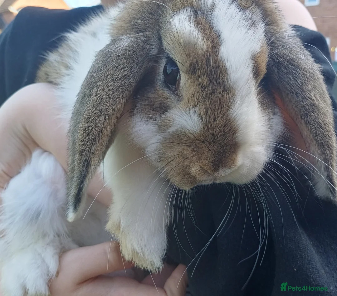 Mini Lop rabbits for sale: 2 male mini lop rabbits!!! - Advert 8