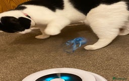 European cats for adoption: Maisie is looking for the perfect forever home - Image 7