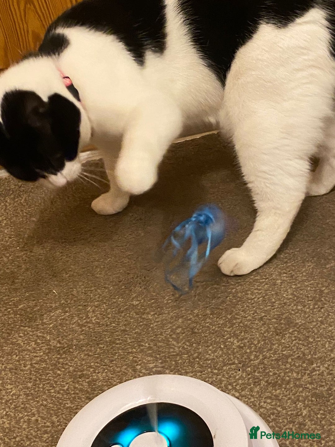European cats for adoption: Maisie is looking for the perfect forever home - Image 7