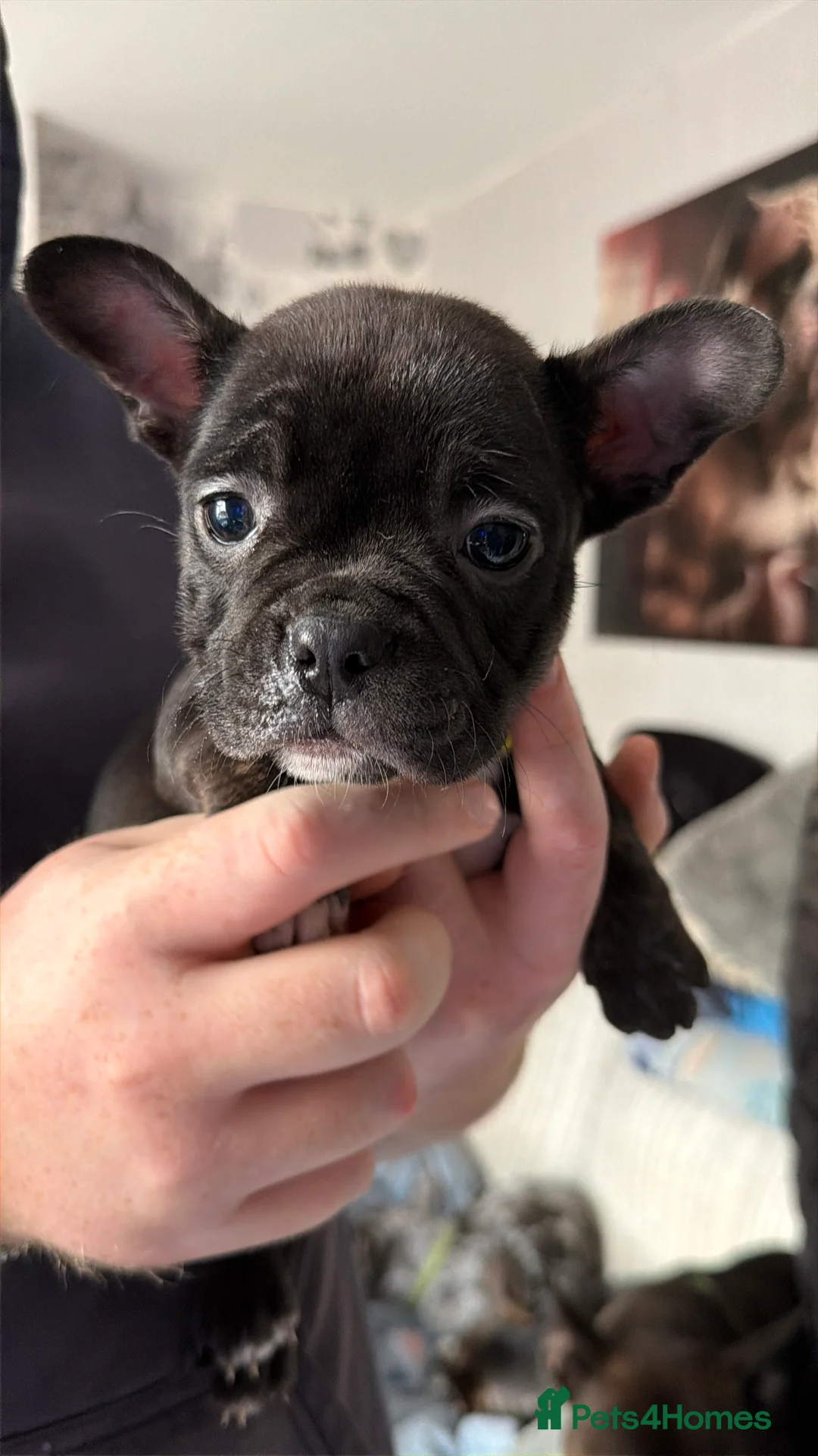 Mixed Breed dogs for sale: Mrs W - Advert 3