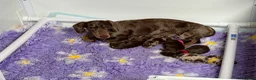 Miniature Dachshund dogs for sale: Absolutely stunning miniature dachshunds  - Advert 3